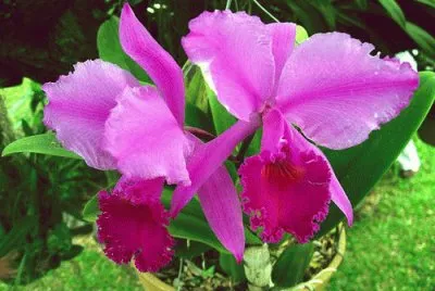 BELLEZA NATURAL jigsaw puzzle