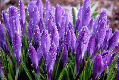 Morning Dew on Purple Spring Blossoms