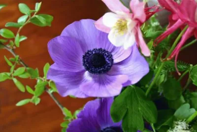 Spring Flower with Deep Purple Center
