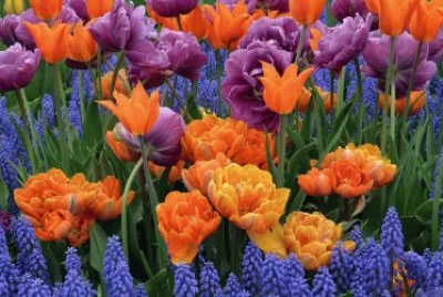 Spring Flowers