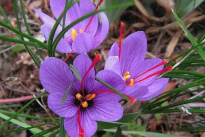 Purple Crocus  with Natural  Red Saffron