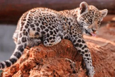 Jaguar Cob