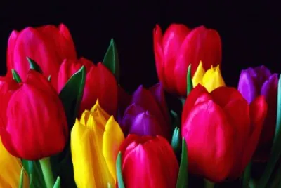 Dutch Tulips