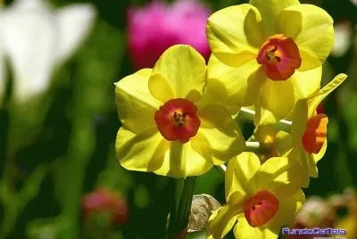 Flor Amarela Do Campo