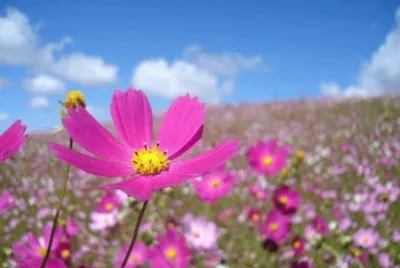 Flor do campo lilas
