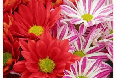 flores cada metade vermelha
