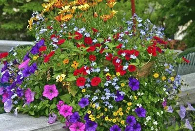 Flores do campo no Jarro