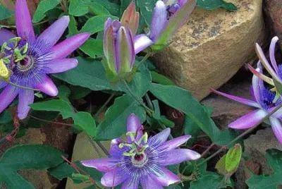 fleurs: passiflore