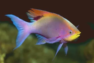 pez tropical