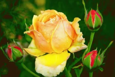 Roses
