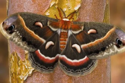 Giant Butterfly