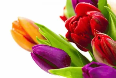 Dutch Tulips