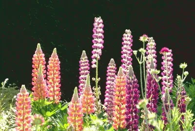 lupin