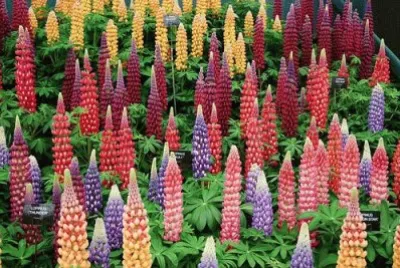 lupins