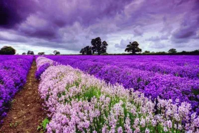 champs de lavandes jigsaw puzzle