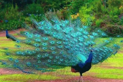 paon jigsaw puzzle