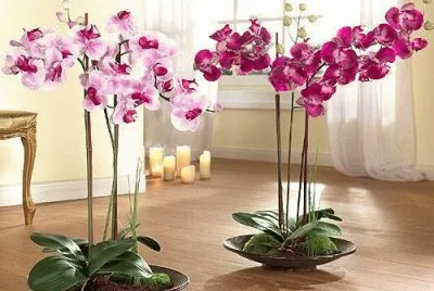 fleurs: orchidÃ©es jigsaw puzzle