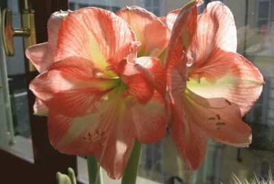AMARYLLIS