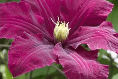 fleurs: clematite jigsaw puzzle