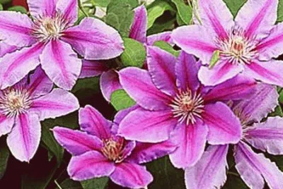 fleurs: clematite jigsaw puzzle