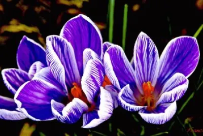 fleurs: crocus
