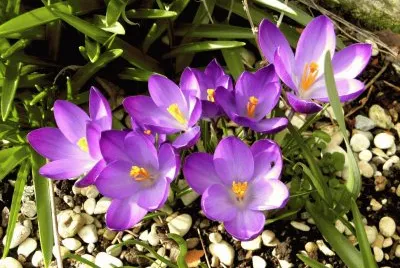 fleurs: crocus