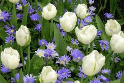 White Tulips and blue Gerbera 's jigsaw puzzle