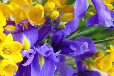 Yellow and Purple Flowers jigsaw puzzle