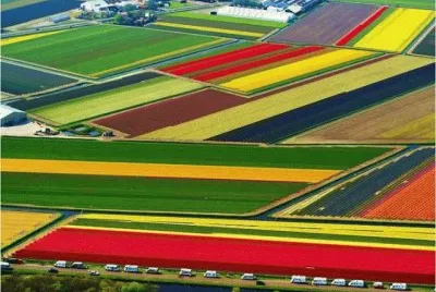 Tulip fields near Amsterdam Schiphol int. airport jigsaw puzzle