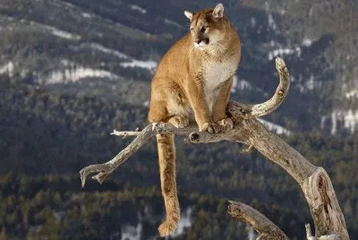 puma