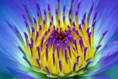Water Lily