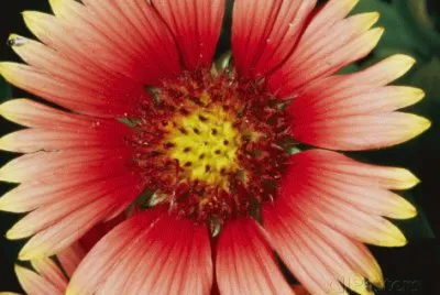 A close view of a Cactus Flower