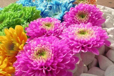 Colorful Dahlia