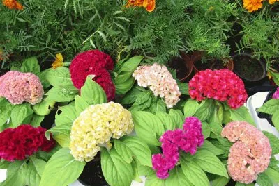 Flores portuguesas