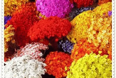 BuquÃªs de Sempre-Viva