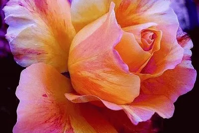 fleurs: rose