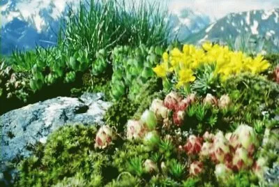 spring 37
