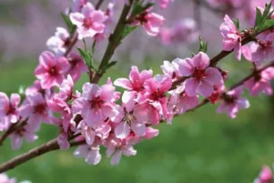 Primavera