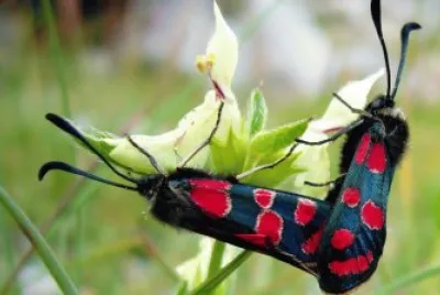Himalaya Butterflies