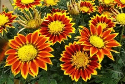 Gazanias Flowers