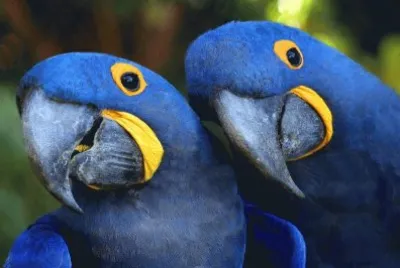 Arara Azul