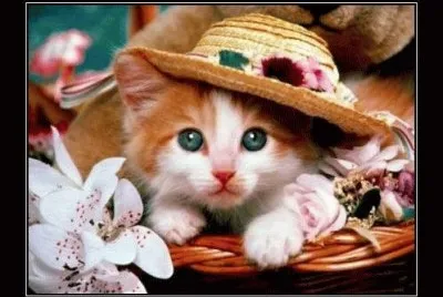 BELLO