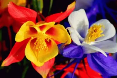 Spring Colors