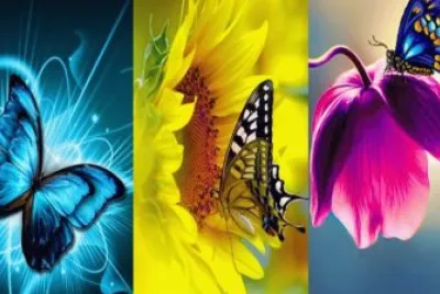 Wings of Beauty