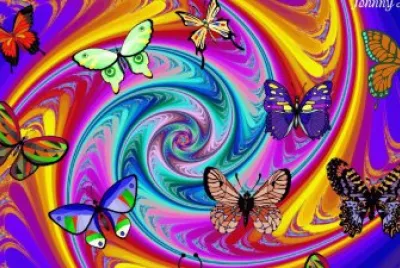Butterfly 's