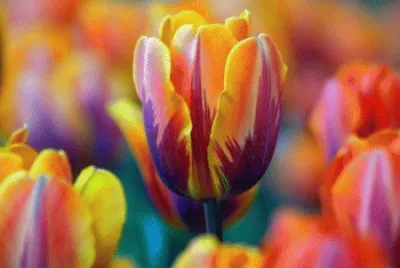 Colorful Tulips