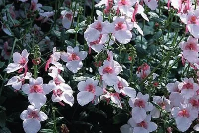 diascia