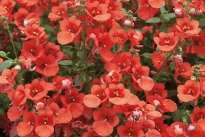 diascia