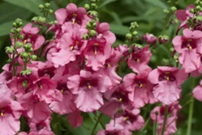 diascia jigsaw puzzle