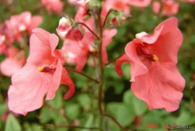 diascia jigsaw puzzle